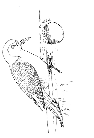 Red Bellied Woodpecker Coloring Page